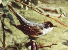 Sperbergrasmücke