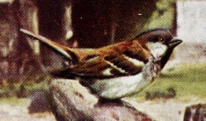 Haussperling